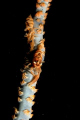   Twos Company. Zanzibar Shrimp whip coral. Pic taken Perhentian Island Terengganu Malaysia. Company coral Malaysia  
